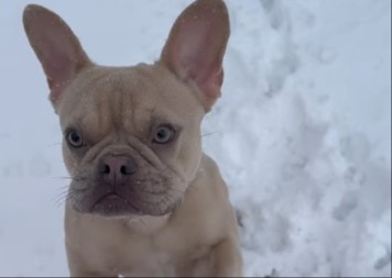 NEĆETE VEROVATI ŠTA JE OVAJ PAS OTKRIO Ovaj francuski buldog je postao zvezda Instagrama – razlog će vas nasmejati do suza! (VIDEO)